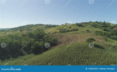 Corn Plantations In The Philippines Stock Image Image Of Rural Luzon