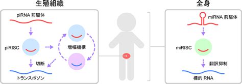 小さなrnaが生殖細胞を守るメカニズムの一端を解明（プレスリリース） — Spring 8 Web Site