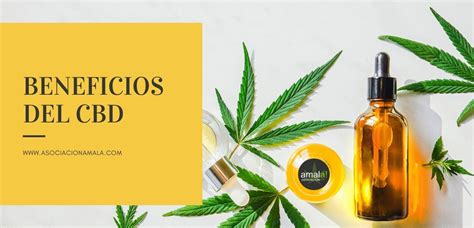 Beneficios Del Cbd Asociaci N Amala De Cannabis