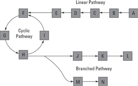 Metabolic Pathways Dummies