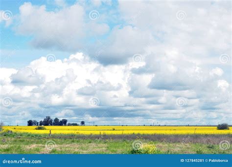 Beautiful Canola Field In Argentina Stock Image Image Of Gold Growth