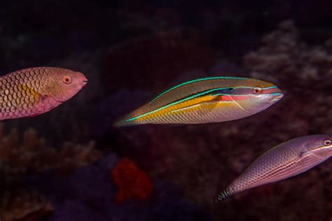 Three Ribbon Wrasse Facts And Photographs Seaunseen