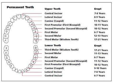 Different Teeth Names