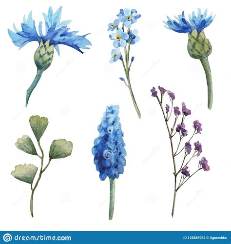 Sistema Azul Del Aciano De La Flor De La Acuarela Con Las Hojas Stock