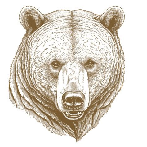 Premium Vector Woodcut Antique Engraving Of Bear Head