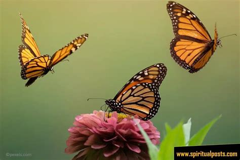 10 Spiritual Meanings of Monarch Butterfly & Symbolism - Spiritual Posts