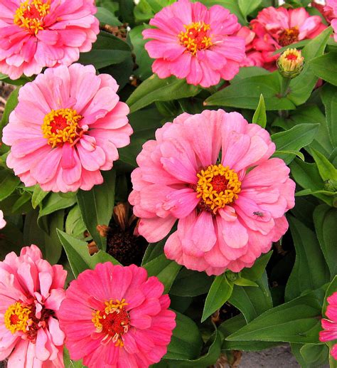 Zinnia Profusion - Flowers Photo (724910) - Fanpop