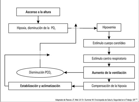 Mecanismo de aclimatación en ascenso agudo a la altura Download