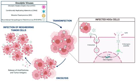 Oncolytic viruses' mechanism of action. | Download Scientific Diagram