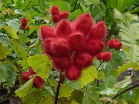 Bixa Orellana Lipstick Tree Seeds