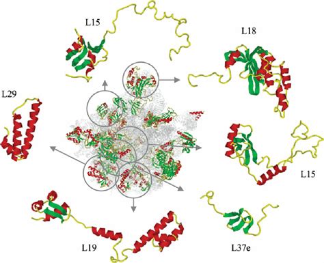 Structure Of Ribosomal Proteins Protein Components Of The Large