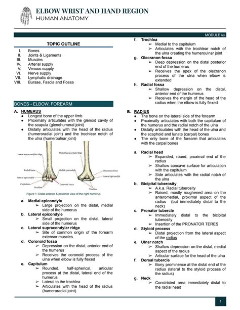 Solution Human Anatomy Upper Limb Reviewer Studypool