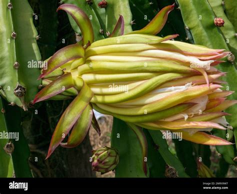 Dragon Fruit Flower Size