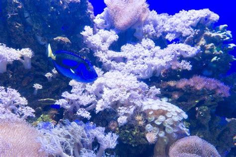 Ve Cuento de Navidad debajo del agua en el Acuario Inbursa