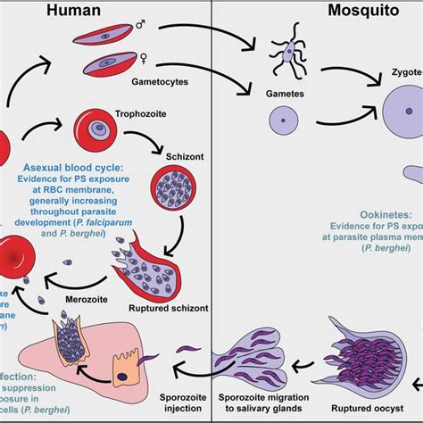 Membrane asymmetry in RBCs is regulated by flippase, floppase, and ...