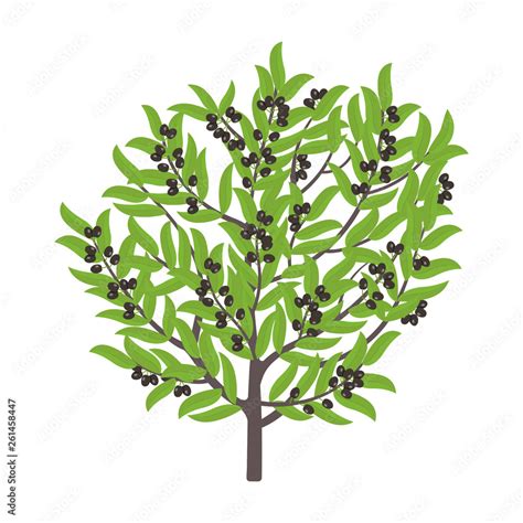 Olive tree. Vector illustration. Olive black fruit tree plant. Flat ...