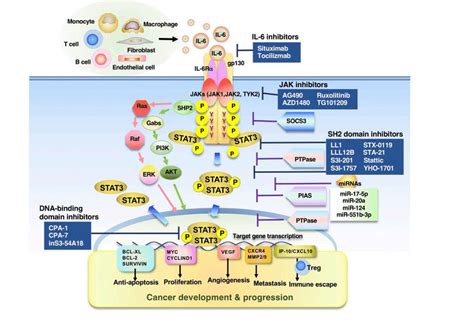 Multifaceted Roles Of Stat In Physiological And Pathological