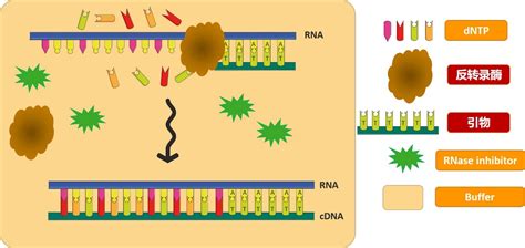 Rna Cdna Hifair