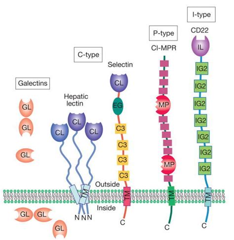 Figure 26 1 From Chapter 26 Discovery And Classification Of Glycan