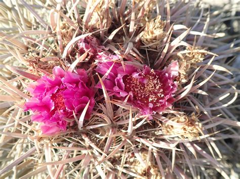 Ferocactus Fordii Borealis En Junio 2018 Por Jim Roberts NaturaLista