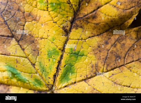 Fallen Sycamore Leaf In Autumn Showing Detail Of Leaf Veins Stock Photo