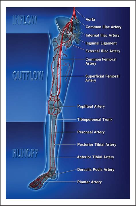 Figure 2 From Lower Extremity Revascularization Via Endovascular And