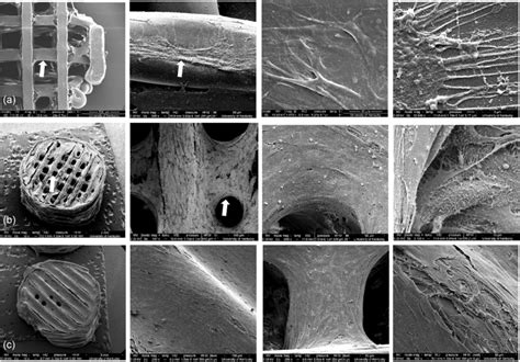 Scanning electron microscopy images showing cell‐seeded scaffolds: (a ...