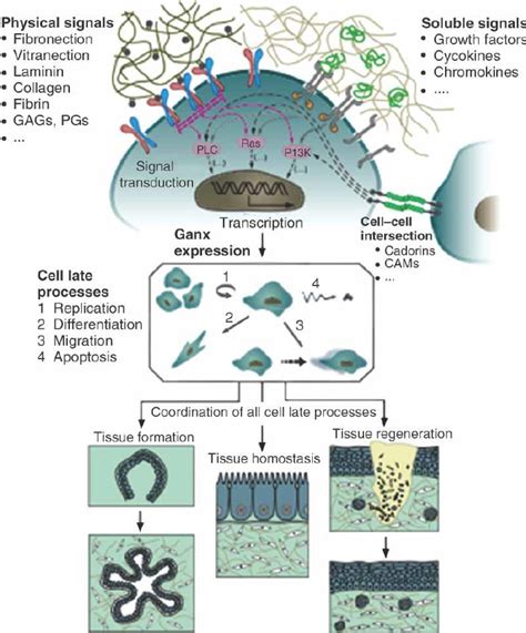 The Cellular Microenvironment Cellular Processes Are Regulated By