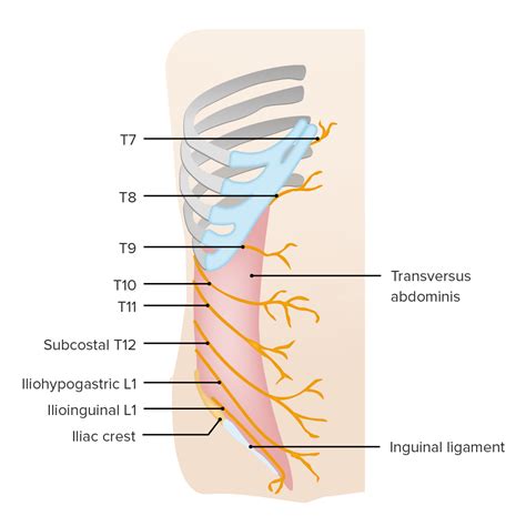 Abdominal Tissue Layers