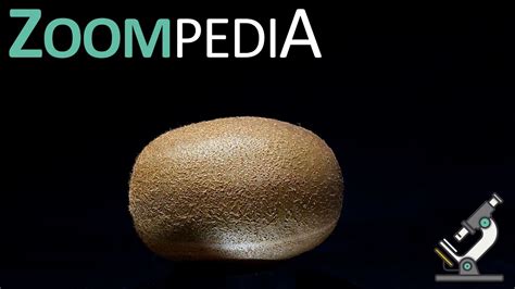 Kiwifruit Under The Microscope Zoompedia Youtube