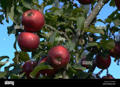 Roter Apfelbaum Hi Res Stock Photography And Images Alamy