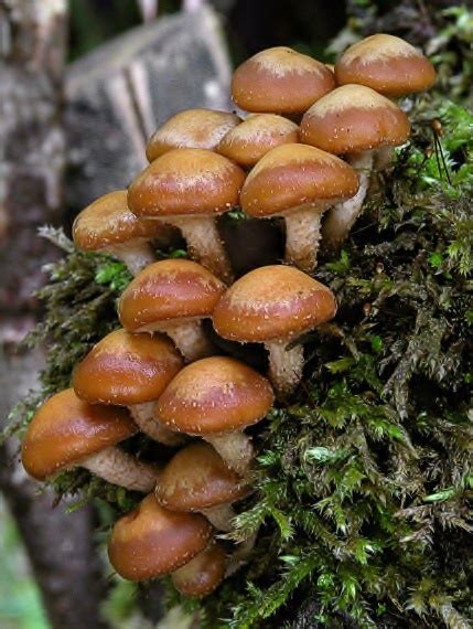 Uszczak Zmienny Kuehneromyces Mutabilis Atlas Nagrzyby Pl