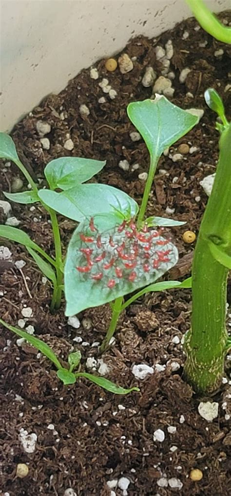 What Are These Bugs On My Pepper Plant Rwhatisthisbug