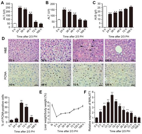 The Role Of Lncrna Malat In The Regulation Of Hepatocyte Proliferation