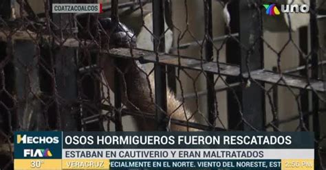 Rescatan Osos Hormigueros Al Sur De Veracruz