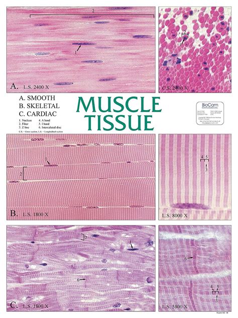 Muscle Tissue Tissue Biology Human Anatomy And Physiology Medical