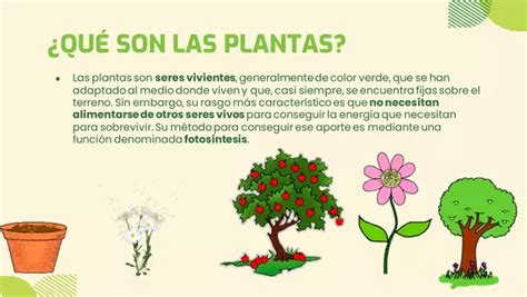 LAS PLANTAS Y SUS PARTES Profe Social