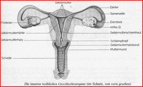 Kreativ Weibliche Geschlechtsorgane Arbeitsblatt Kostenlos F R Sie