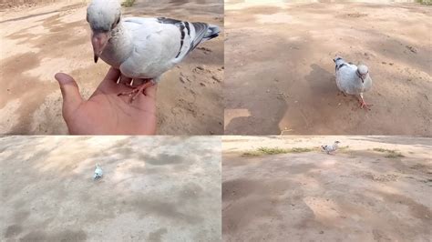 How To Hand Tame A Pigeon Part 3 Kabootar Ko Hath Par Kaise Lagaye