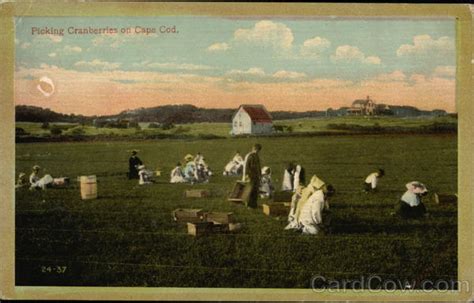 Picking Cranberries At Cape Cod Massachusetts