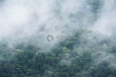 浓雾笼罩热带雨林的特写镜头高清图片下载 正版图片505441806 摄图网