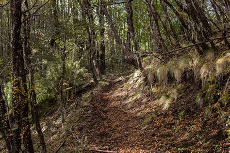 Parque Nacional Villarrica Sector Puesco Mirador Del Quinquilil