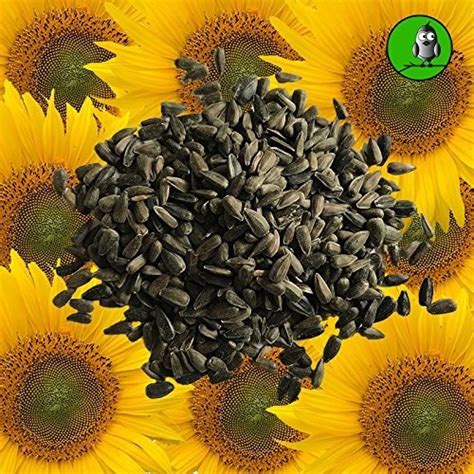 Vogelfood Sonnenblumenkerne Schwarz 25kg 2030 Ab 24 89 Januar 2024