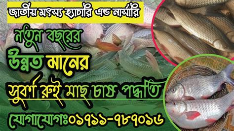 সোনালী লাল ও সুবর্ণ রুই মাছের পোনা পাওয়া যাচ্ছে। Golden Rui Fish Seed