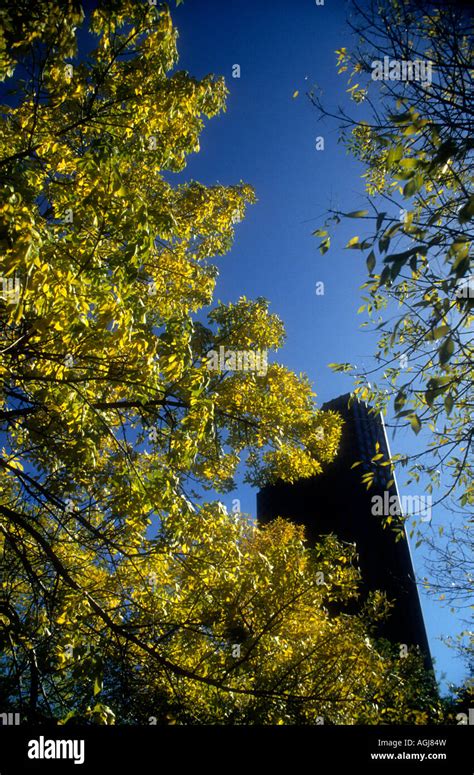 Skyscraper & Trees Stock Photo - Alamy