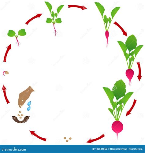 Radish Life Cycle. Stages Of Radish Growth From Seed And Sprout To ...