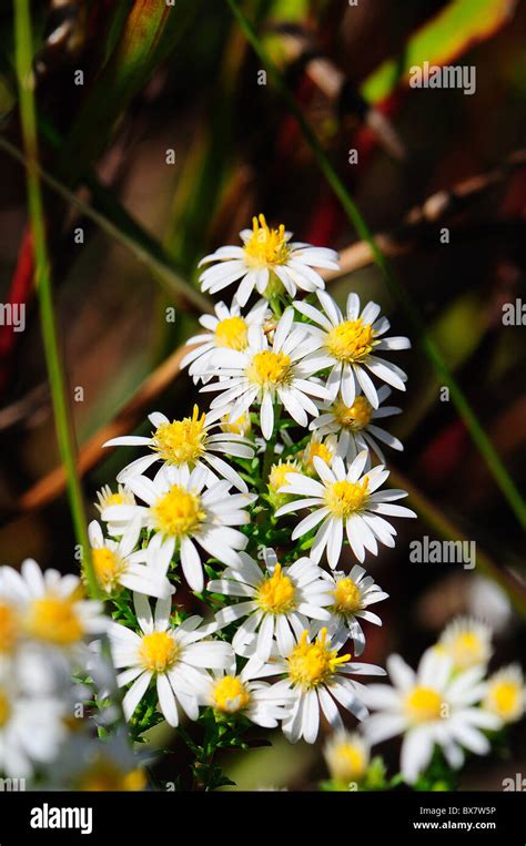 Heath Aster Symphyotrichum Ericoides Stock Photo Alamy