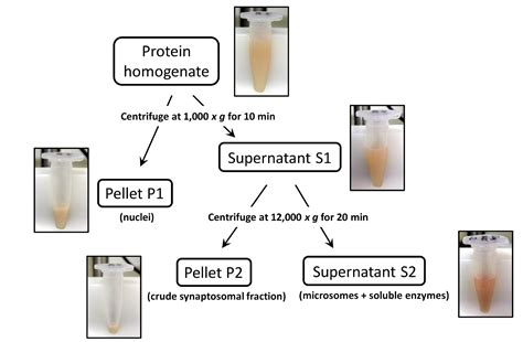 Preparation Of Crude Synaptosomal Fractions From Mouse Brains And