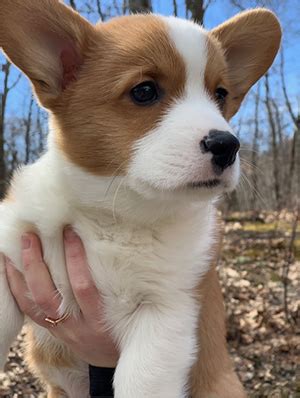 Puppy Care - Hudson Valley Corgis - New York State