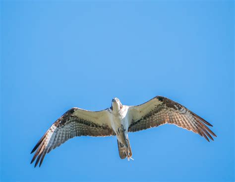 Osprey : Soaring in Alignment — The Avian Rebbe